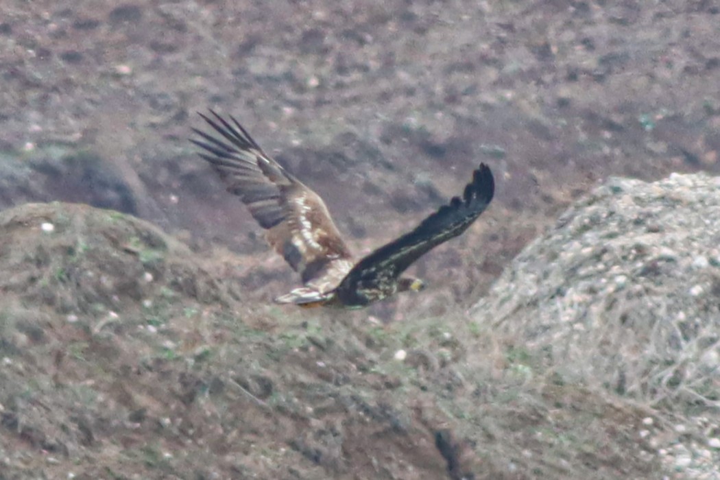 Akkuyruklu Kartal