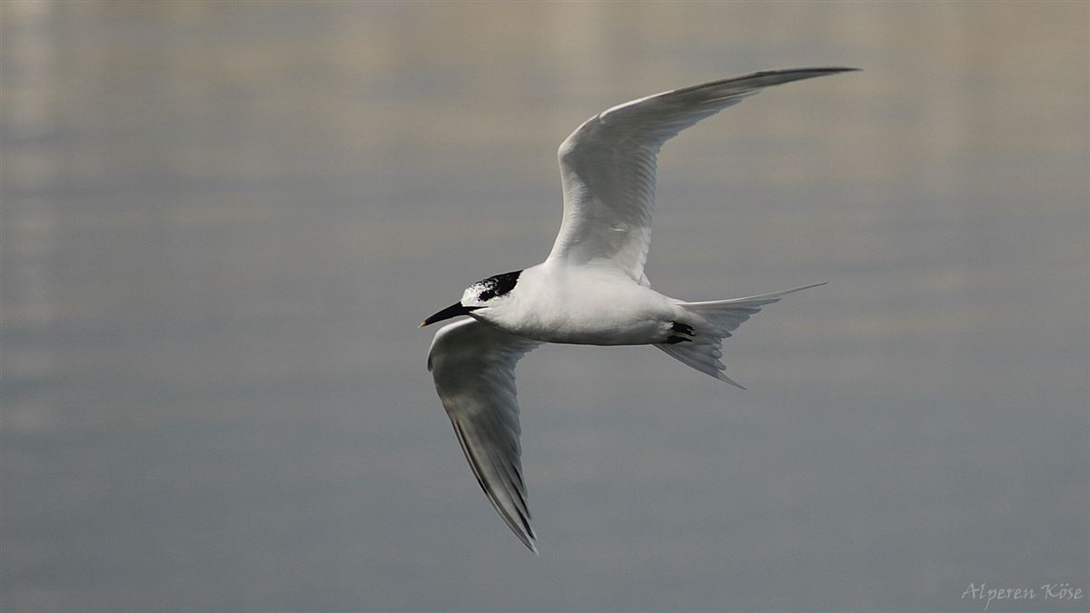 Karagagalı Sumru