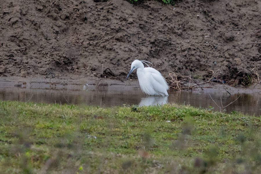 Küçük Ak Balıkçıl