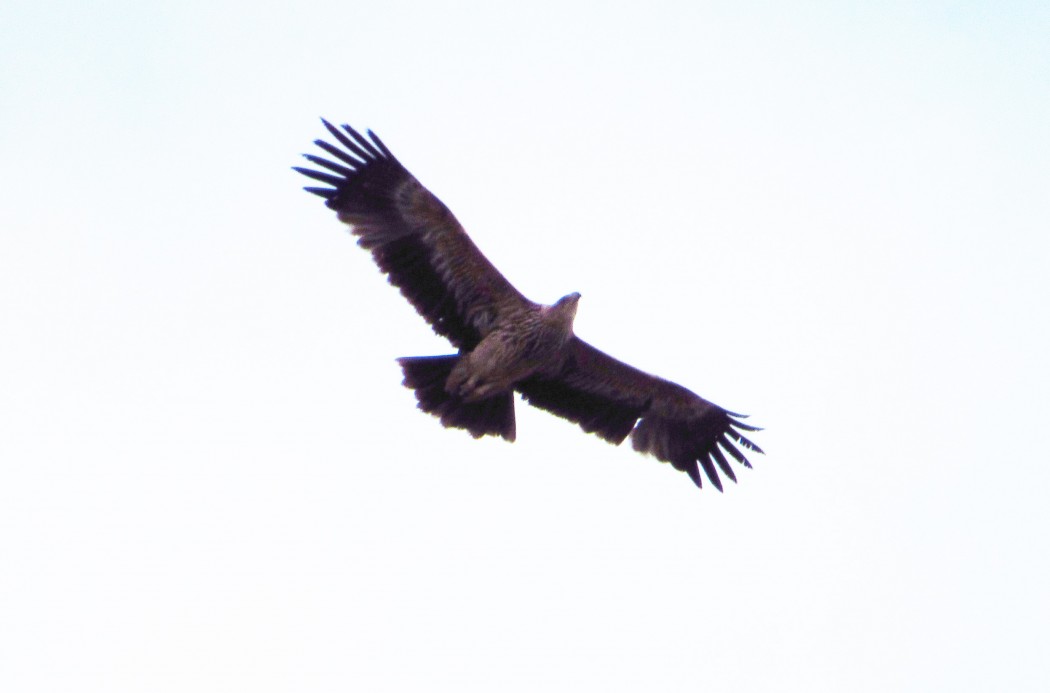 Şah Kartal