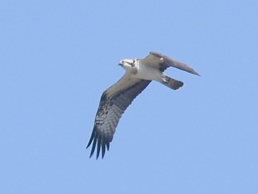 Balık Kartalı