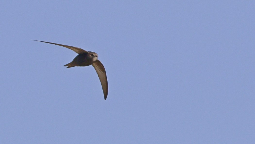 Ebabil