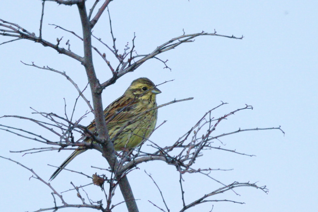 Bahçe Kirazkuşu