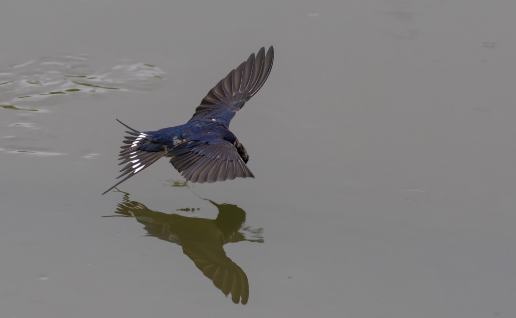 Kır Kırlangıcı