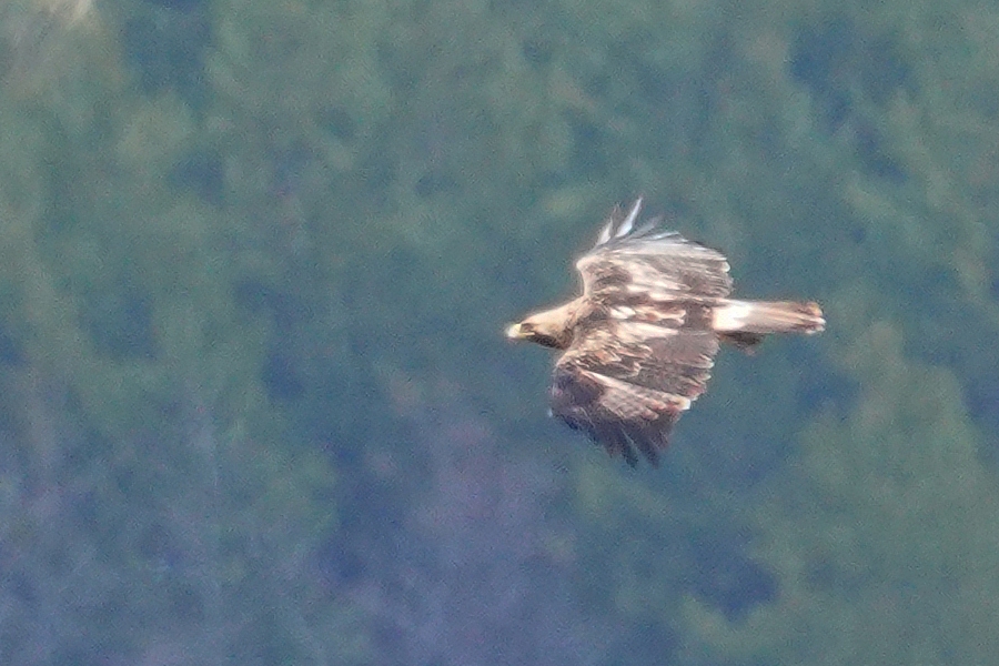 Şah Kartal