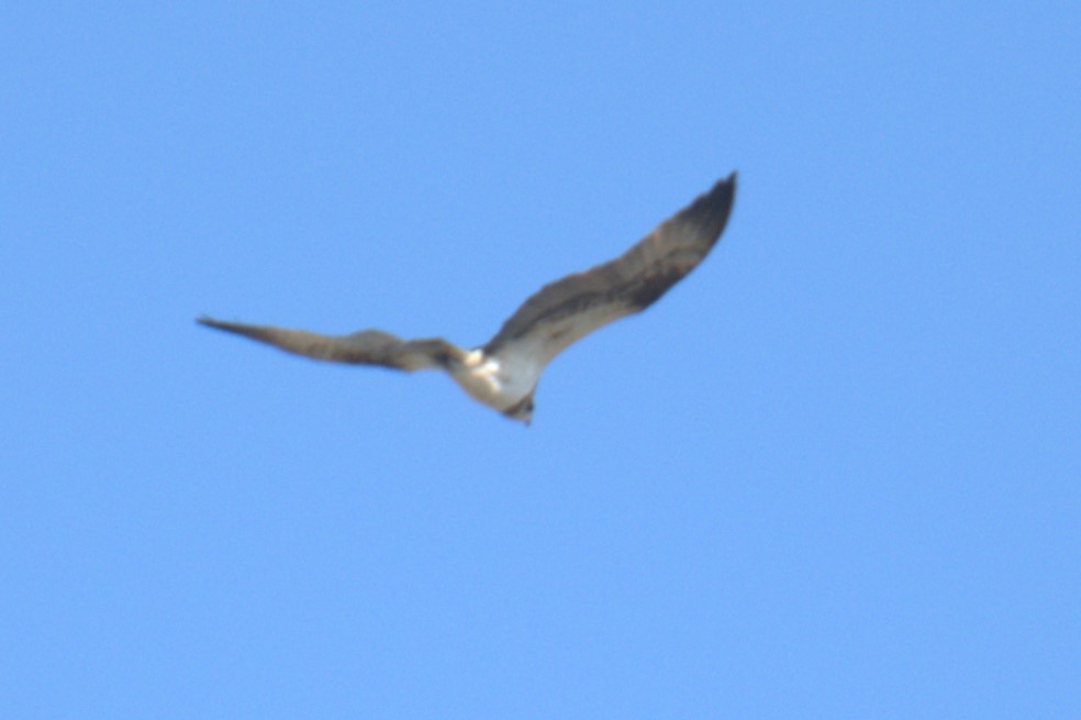 Balık Kartalı