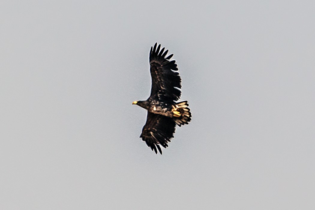 Akkuyruklu Kartal