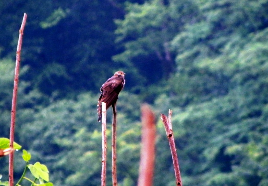 Guguk