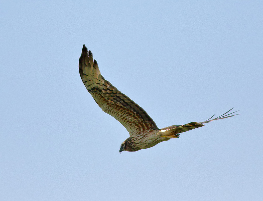 Çayır Delicesi