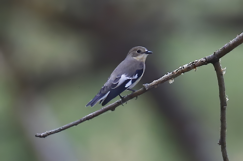 Halkalı Sinekkapan