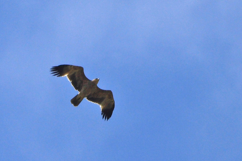 Şah Kartal