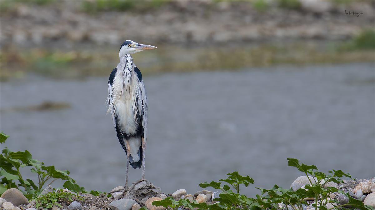 Grey Heron