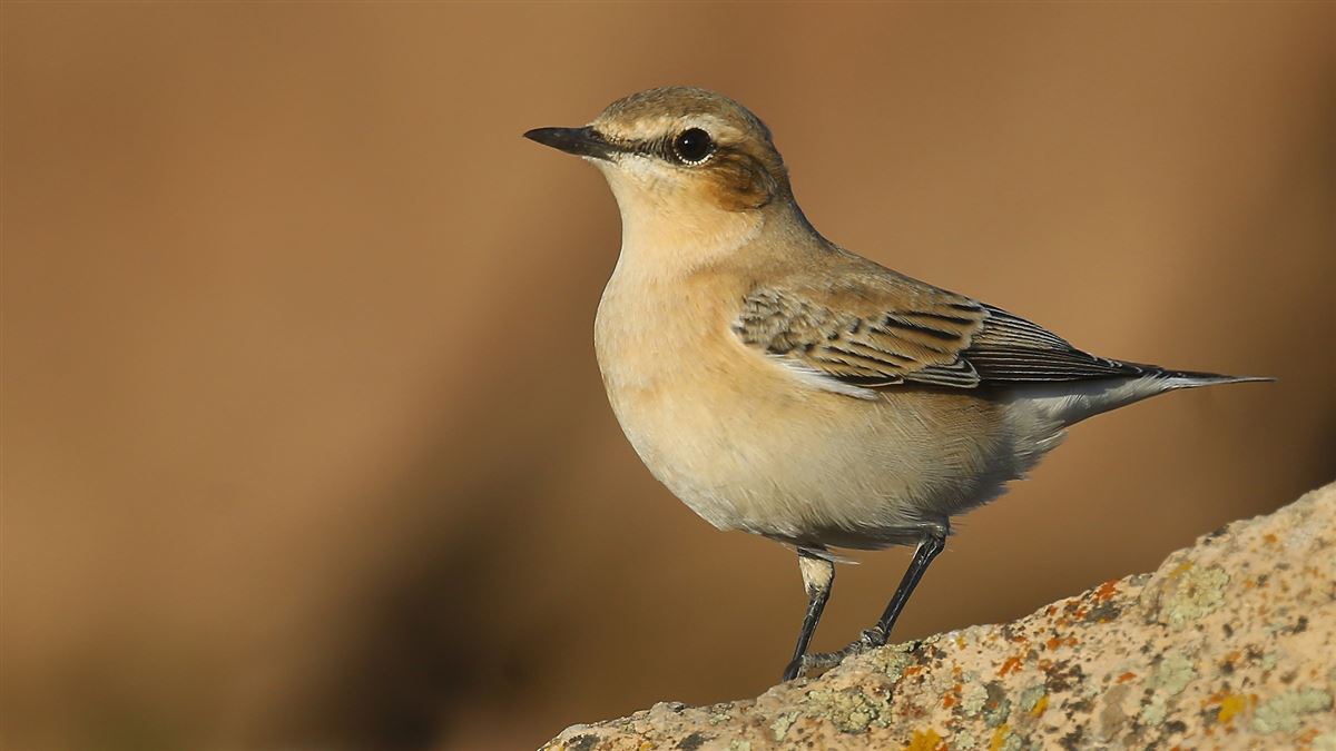 Northern Wheatear