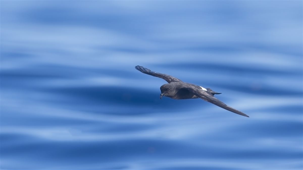 European Storm Petrel