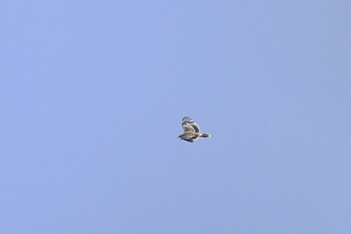 Şah Kartal