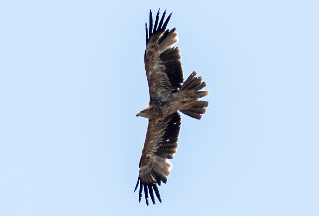 Şah Kartal