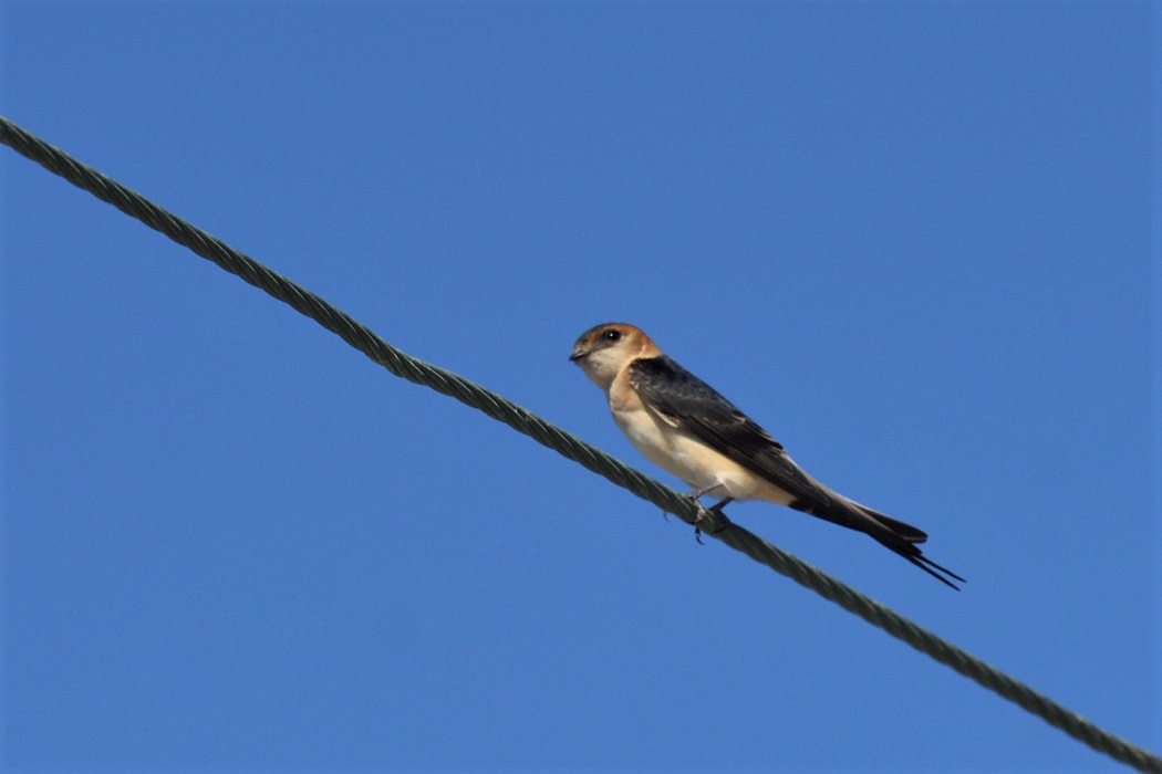 European Red-rumped Swallow