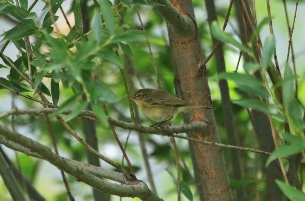Common Chiffchaff