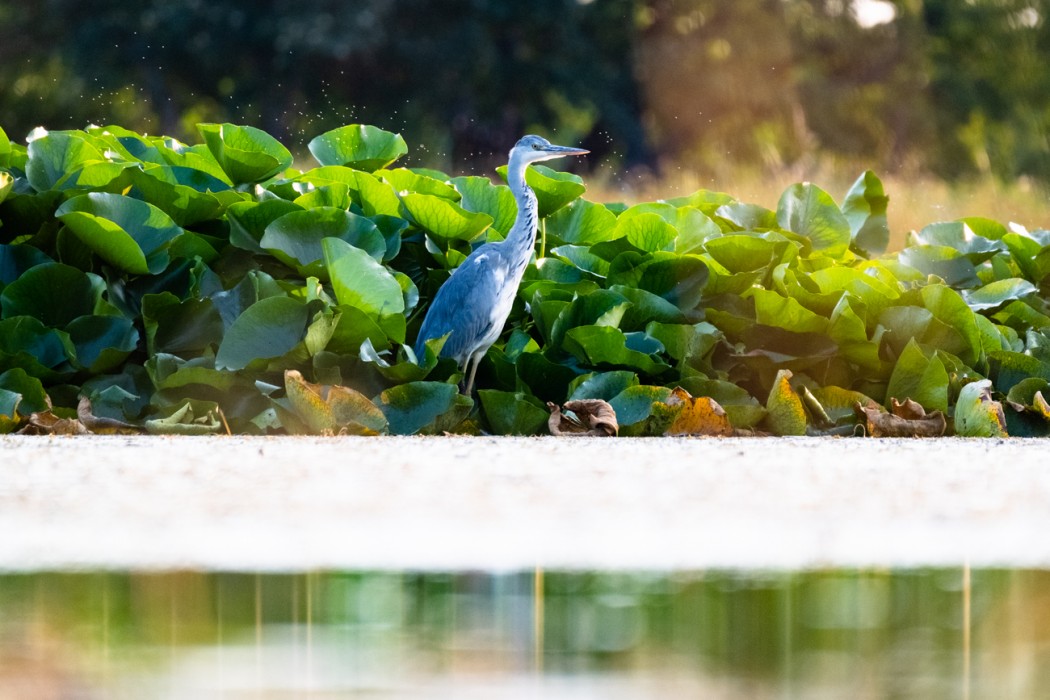 Grey Heron