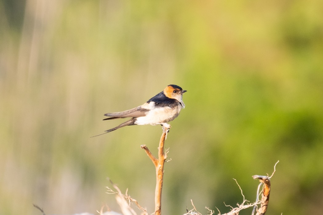 European Red-rumped Swallow