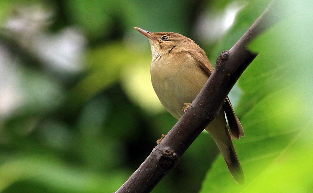 Common Reed Warbler