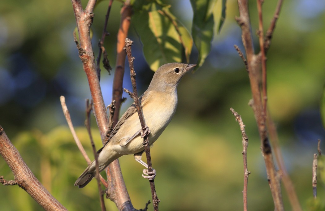 Garden Warbler