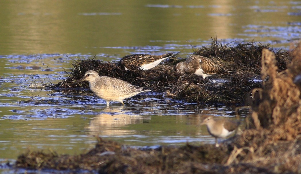 Red Knot