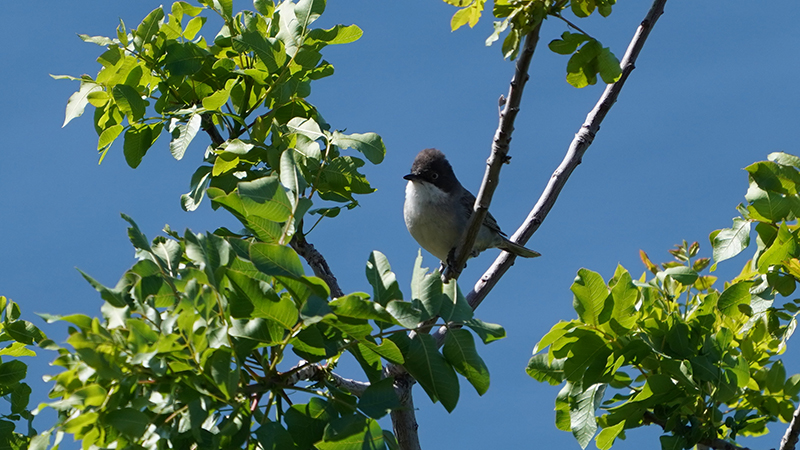 Eastern Orphean Warbler