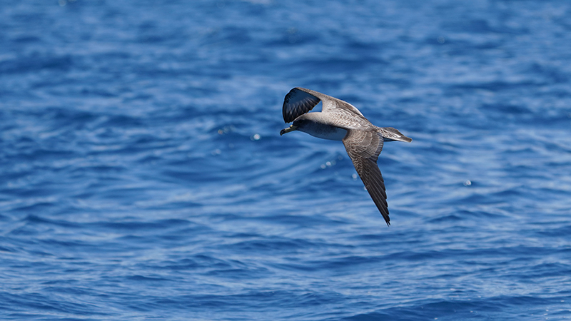 Scopoli`s Shearwater