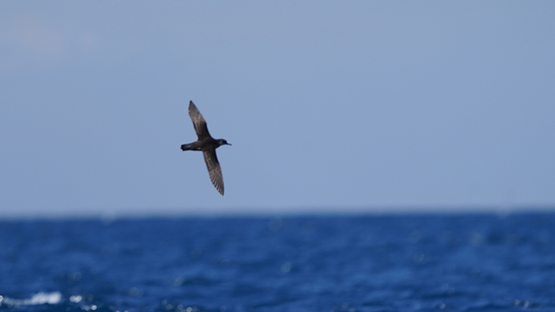 Yelkouan Shearwater