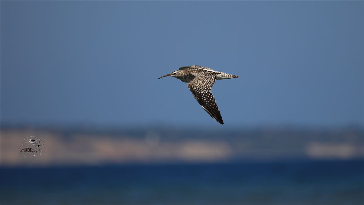 Eurasian Whimbrel