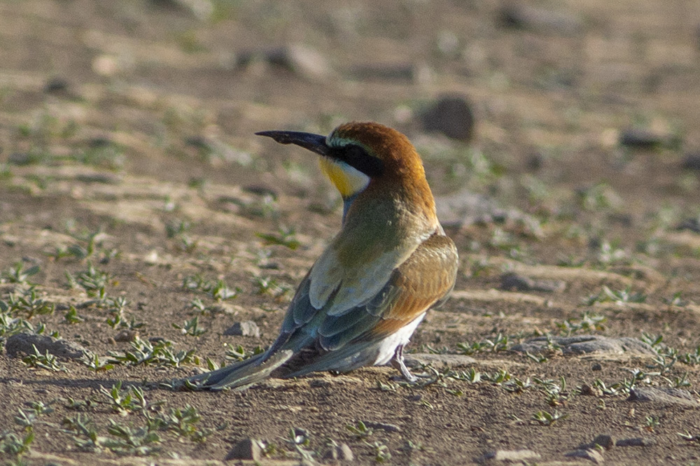 European Bee-eater