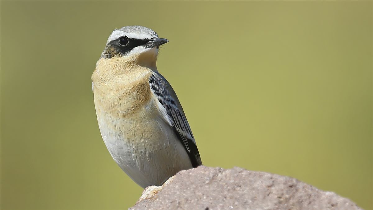 Northern Wheatear