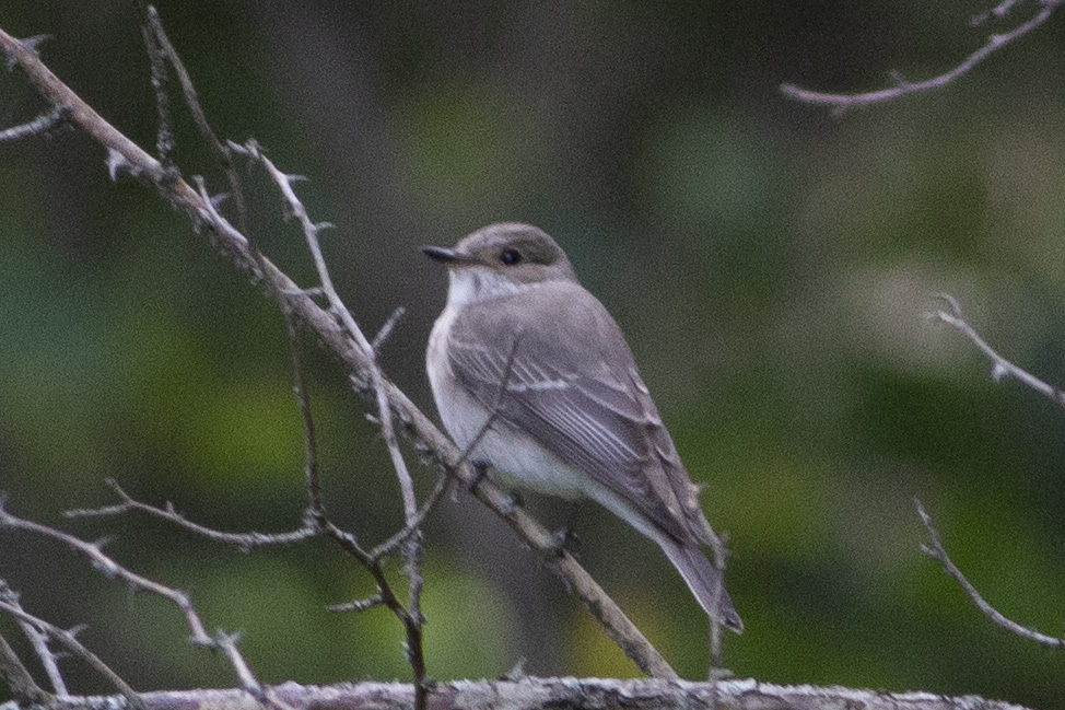 Spotted Flycatcher