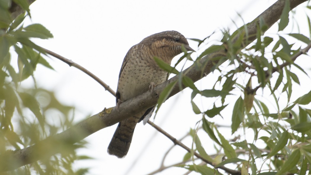 Eurasian Wryneck