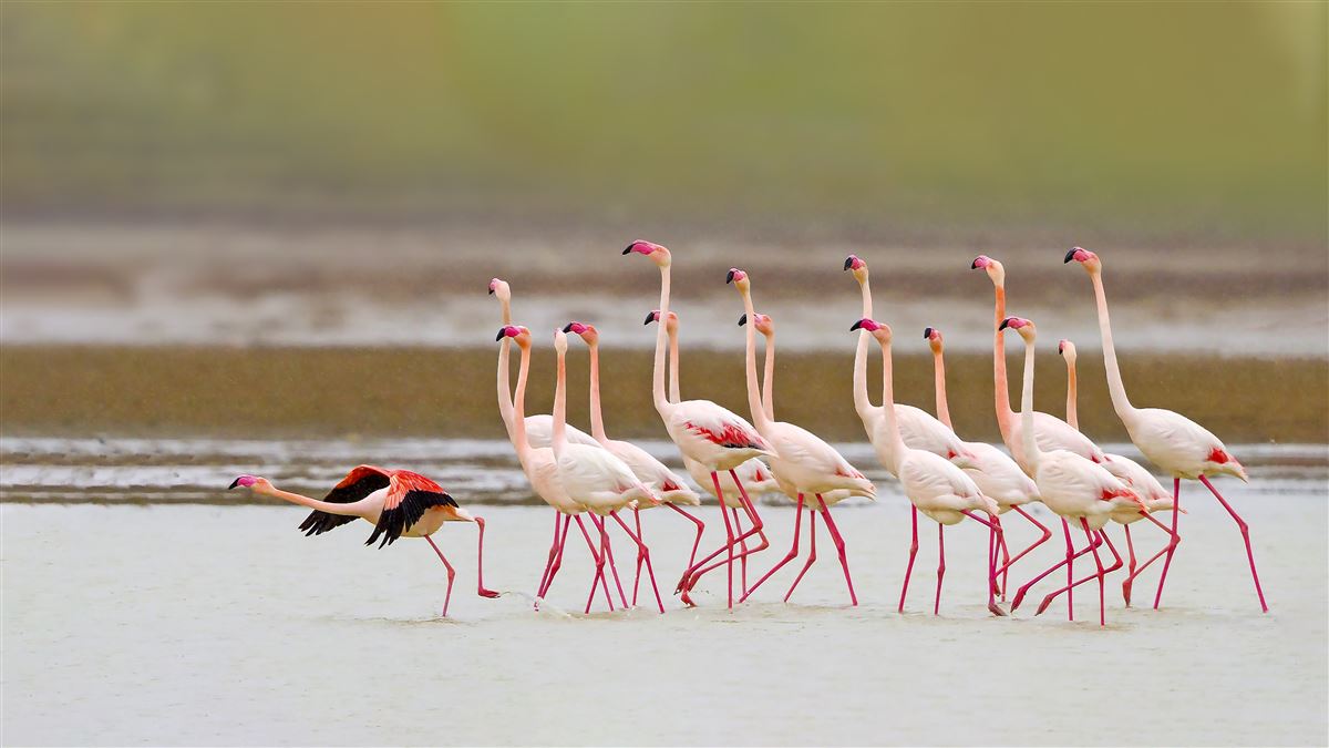 Flamingo