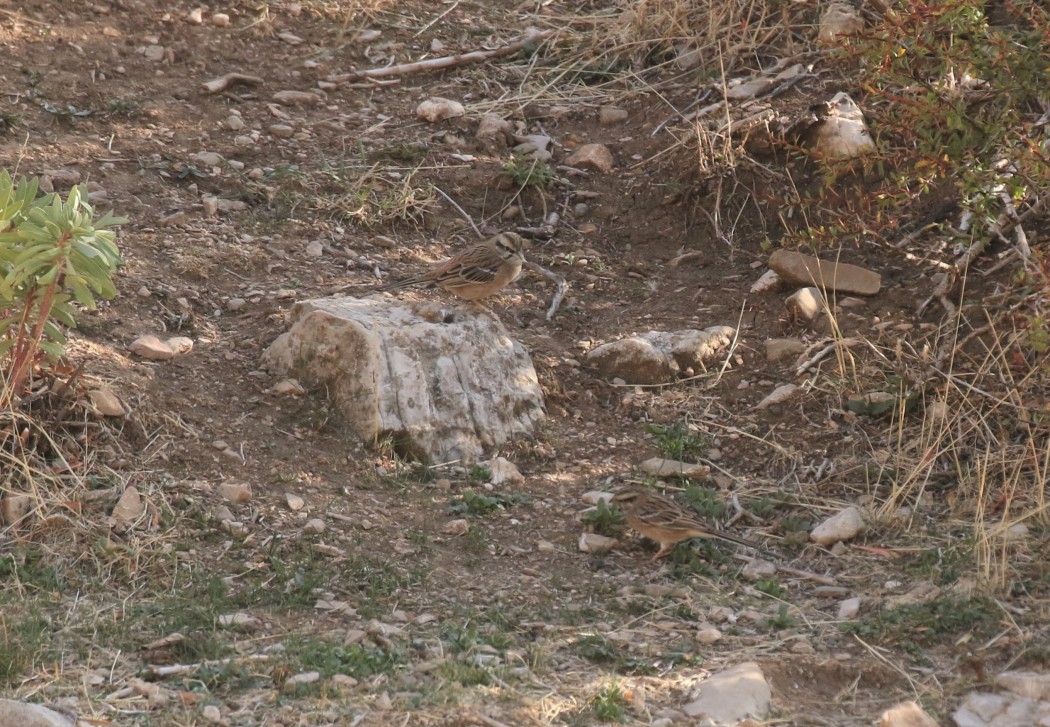 Kaya Kirazkuşu