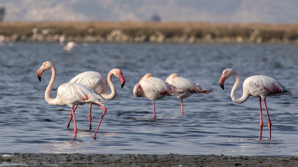 Flamingo