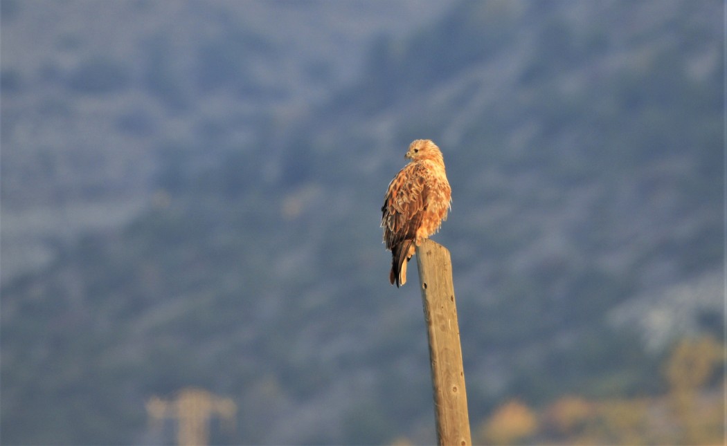 Kızıl Şahin