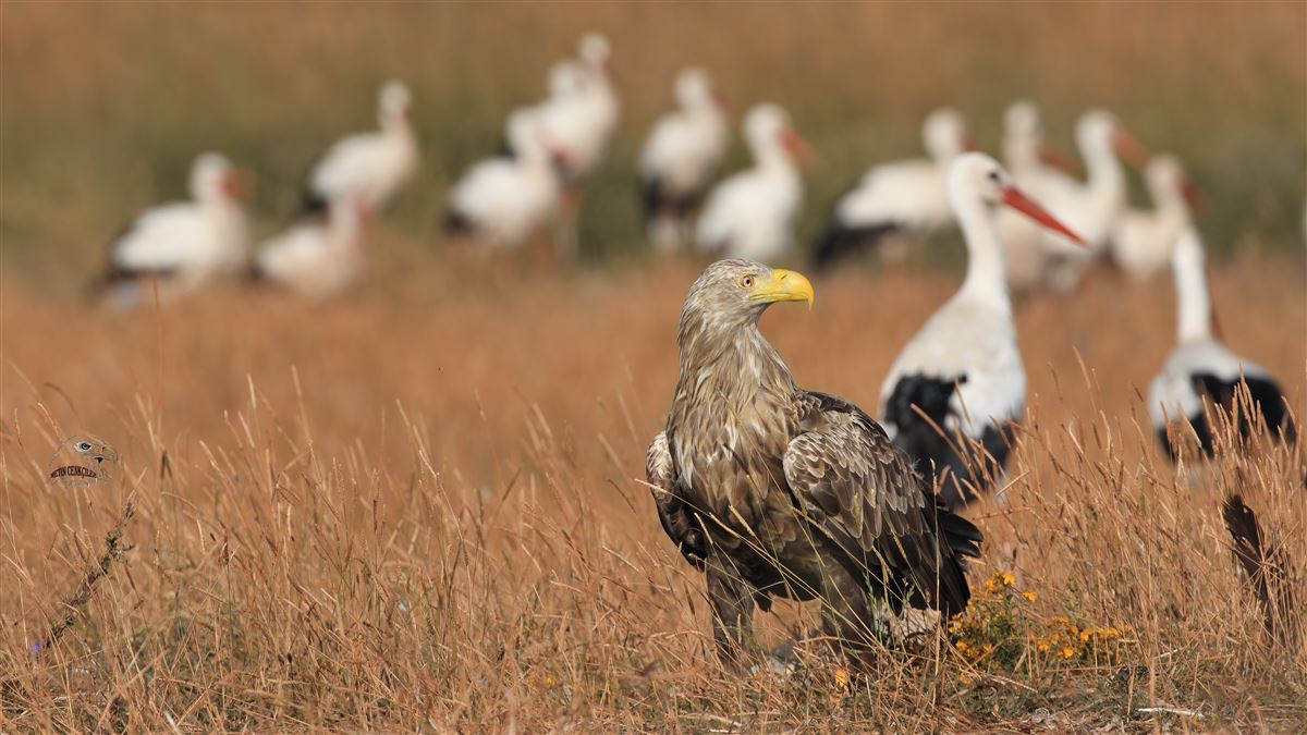 Akkuyruklu Kartal