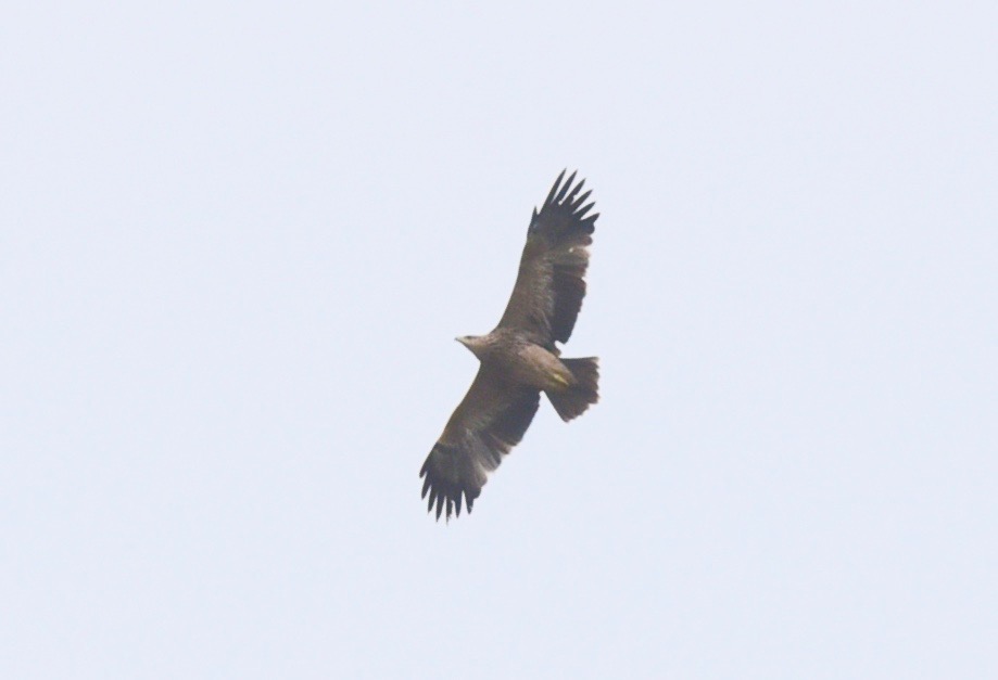 Şah Kartal