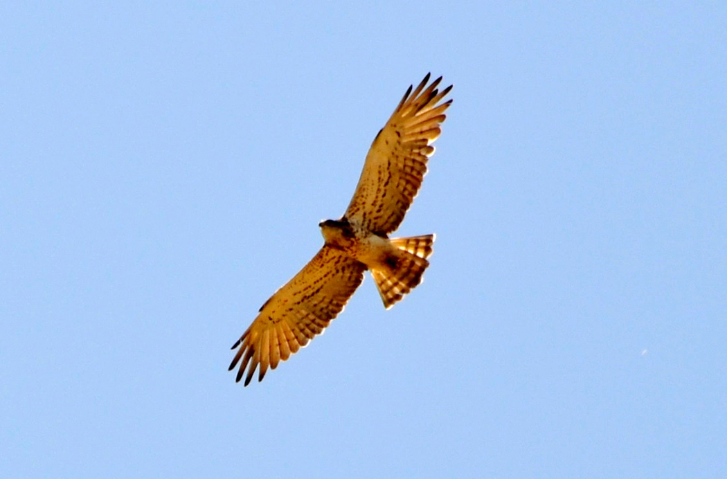 Yılan Kartalı