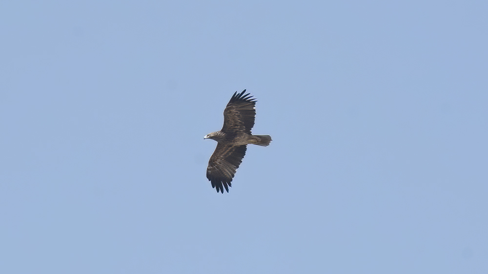 Şah Kartal