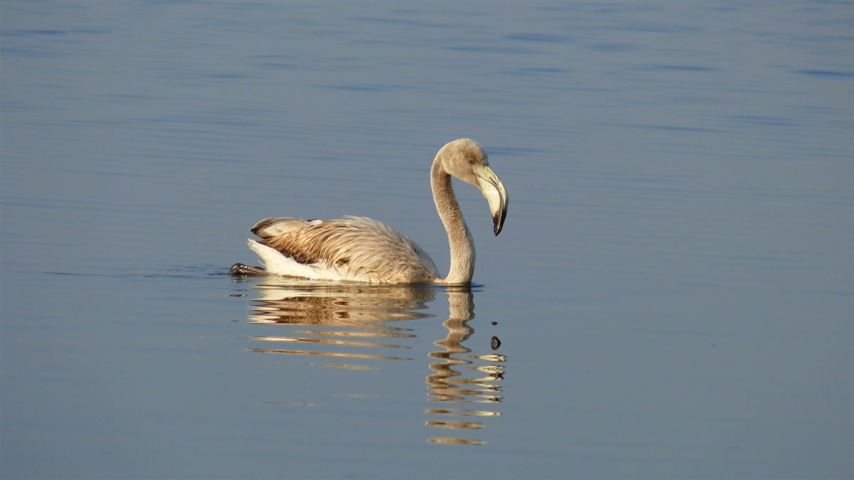 Flamingo