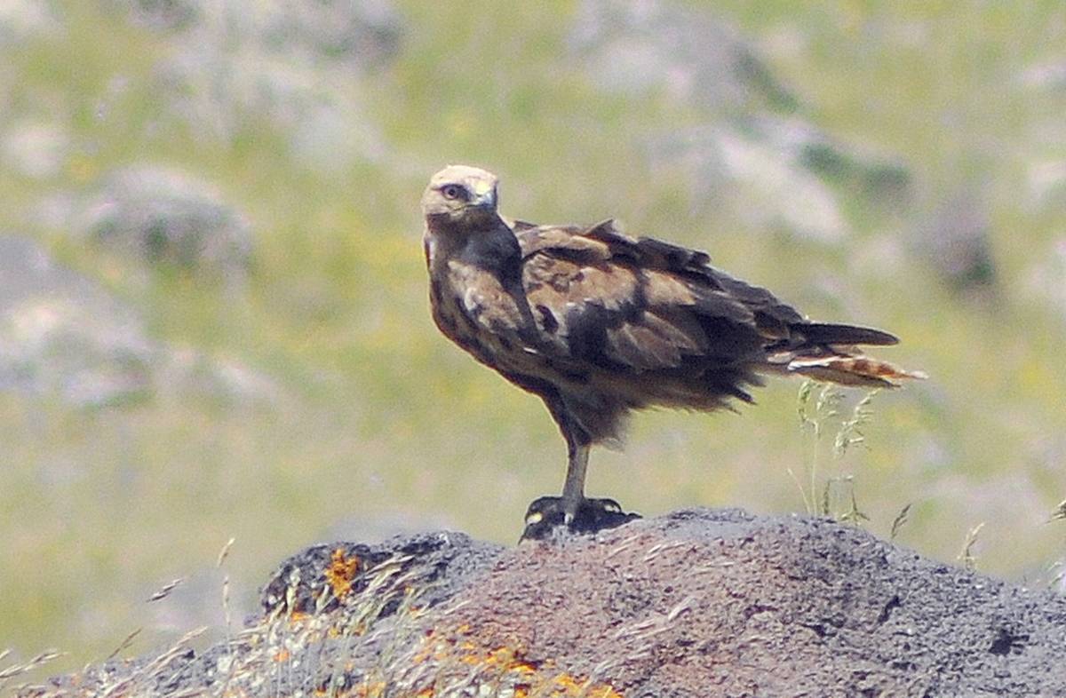 Kızıl Şahin
