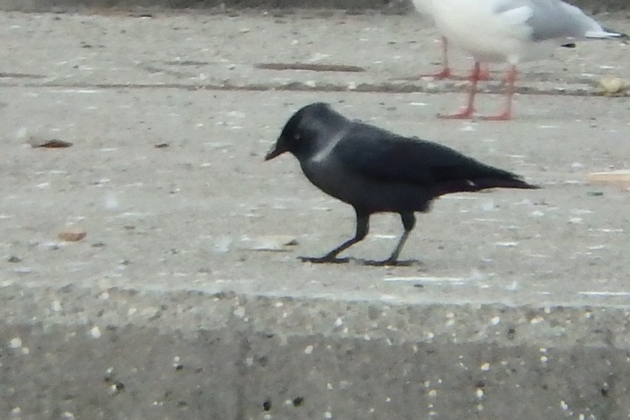 Küçük Karga