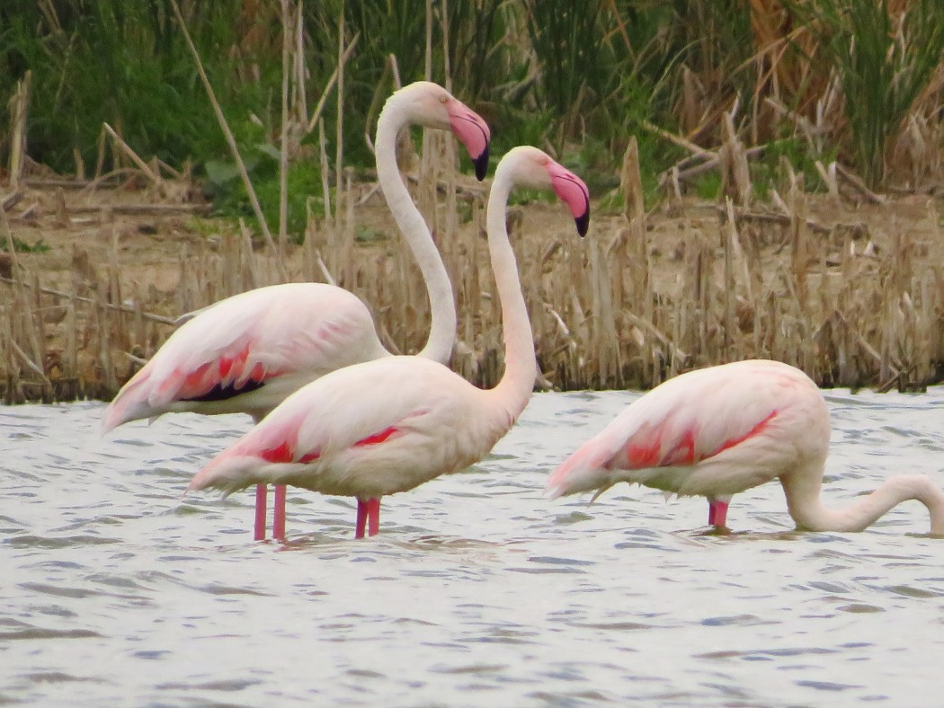 Flamingo