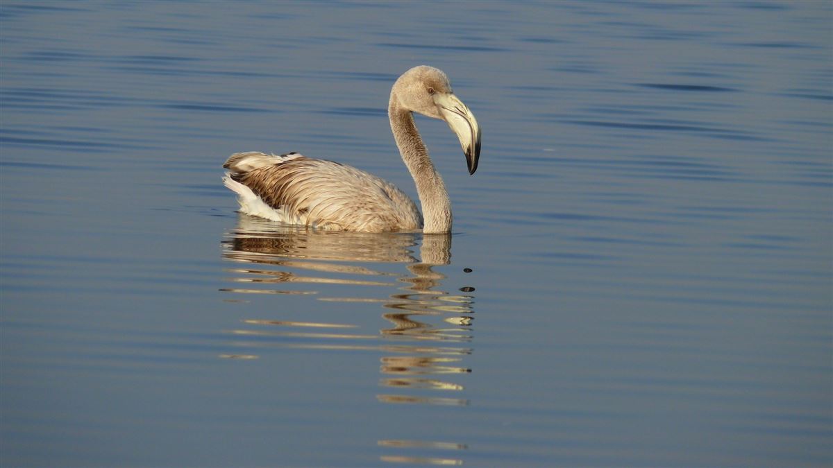 Flamingo
