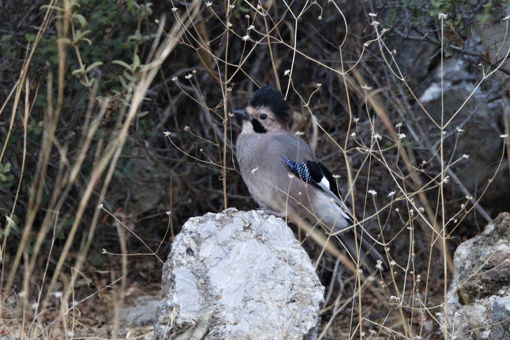 Alakarga