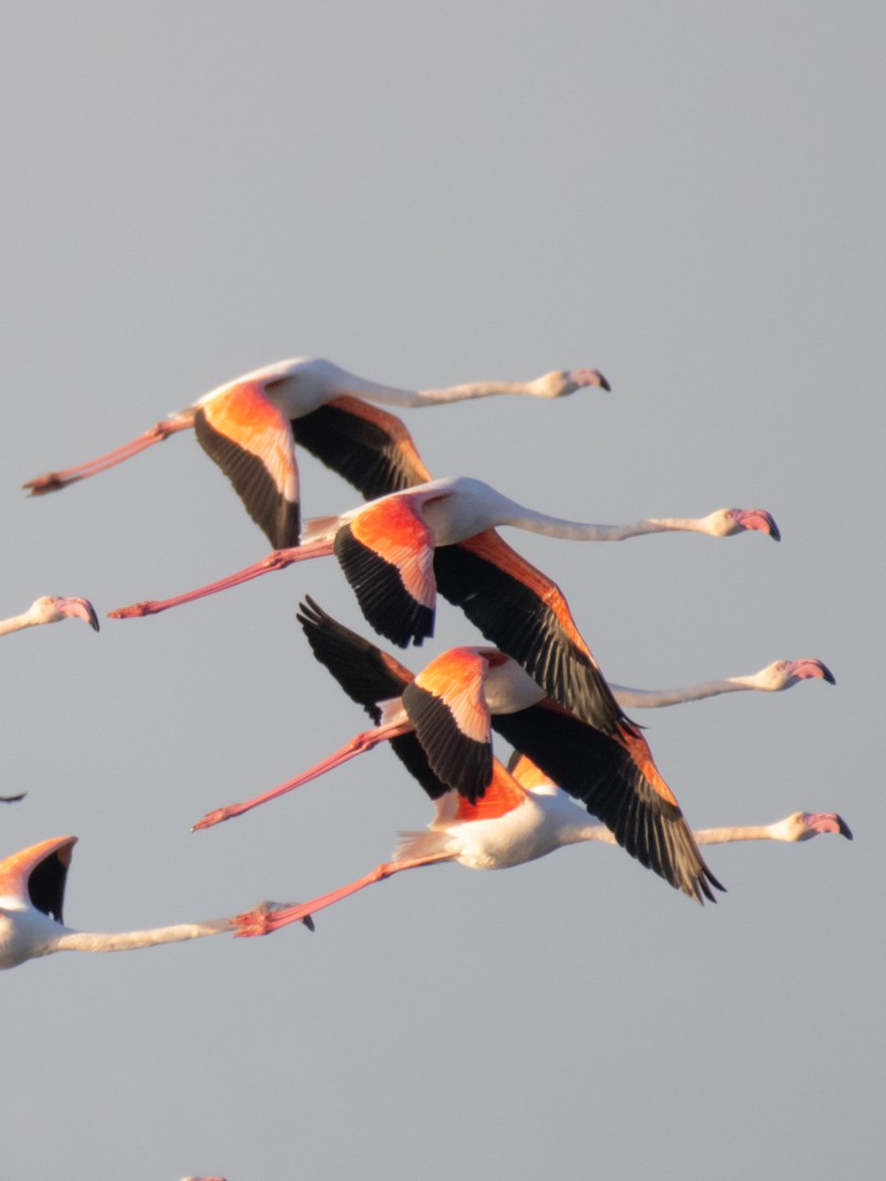 Flamingo